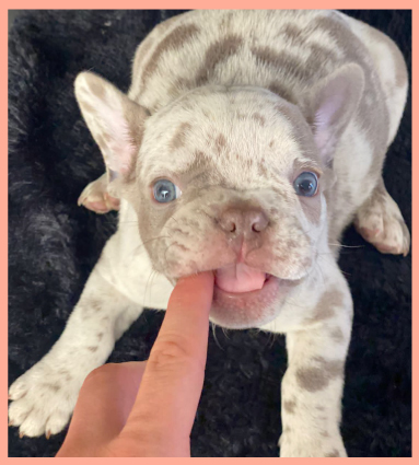 bulldog-isabella-merle