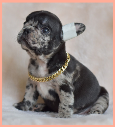 bulldog-negro-merle
