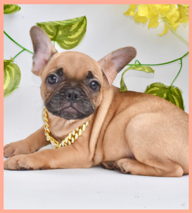 bulldog-rojo-macara-negra